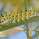 Anise swallowtail caterpillar, Papilio zelicaon. (Photo by Kathy Keatley Garvey)
