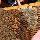 A frame of bees at the Harry H. Laidlaw Jr. Honey Bee Research Facility. 