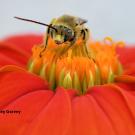 Marilia Palumbo Gaiarsa of UC Merced will present a seminar to the UC Davis Department of Entomology and Nematology on "From Foraging to Fiitness: How Individual Behavior Shapes Plant-Pollinator Interactions" on Wednesday, Nov. 19 in 122 Briggs Hall. Here a A longhorned bee, Melissodes agilis, forages on a Mexican sunflower, Tithonia rotundifola, in a Vacaville pollinator garden. (Photo by Kathy Keatley Garvey)