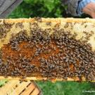 A frame of honey bees. (Photo by Kathy Keatley Garvey)