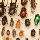 Beetle mania! Beetles will be among the specimens shown at the Bohart Museum of Entomology on Sunday, Oct. 5. These are ready for labeling. (Photo by Kathy Keatley Garvey)