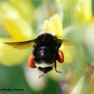 A yellow-faced bumble bee, Bombus vosnesenskii, heading for lupine at Bodega Bay. (Photo by Kathy Keatley Garvey)