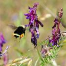 Yellow-faced bumble bee, Bombus vosnesenskii, foraging on vetch. (Photo by Kathy Keatley Garvey)