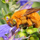 Male valley carpenter bee with iridescent green eyes feeding on a purple flower