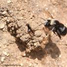 A solitary, ground-nesting digger bee, Anthophora bomboides standfordina, at Bodega Head.