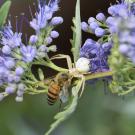 A crab spider nails a honey bee. Eight-legged wonders, including spiders, will be the theme of a Bohart Museum of Entomology open house. (Photo by Kathy Keatley Garvey)