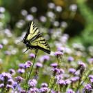 Western tiger swallowtail fluttering over Verbena in the UC Davis Bee Haven. (Photo by Kathy Keatley Garvey)