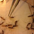 Federal funding of academic research is in jeopardy. (Photo by Kathy Keatley Garvey)