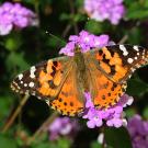 Painted lady, Vanessa cardui. (Photo by Kathy Keatley Garvey)