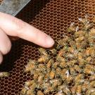 Pointing to a queen bee