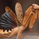 Stagmomantis clauseni, a newly discovered praying mantis species by UC Davis alumnus Lohit Garikipati. Its common name is "Sonoran Tiger Mantis." (Photo by Lohit Garikipati)