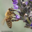 A Varroa mite on a worker bee in a Vacaville pollinator garden. (Photo by Kathy Keatley Garvey)