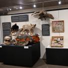 The Bohart Museum of Entomology loaned some of its collection to the Vacaville Museum for its "Art of Death" gallery exhibit. (Photo by Kathy Keatley Garvey)