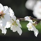 Honey bee pollinating an almond blossom