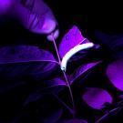 A waved sphinx (Ceratomia undulosa) caterpillar glows under ultraviolet light. (Photo by Grace Horne).
