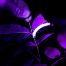 A waved sphinx (Ceratomia undulosa) caterpillar glows under ultraviolet light. (Photo by Grace Horne).