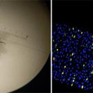 Research from the Adam Wong lab, University of Florida